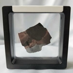 Unique Rare Carboniferous Coal Era Fossil From World Famous Union Chaple Mine OG